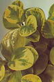 Peperomia Obtusifolia